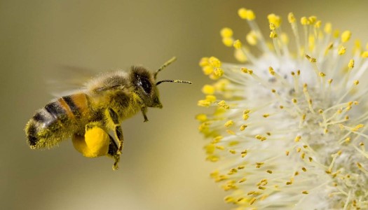 Bạn có biết? Loài ong có bao nhiêu mắt?